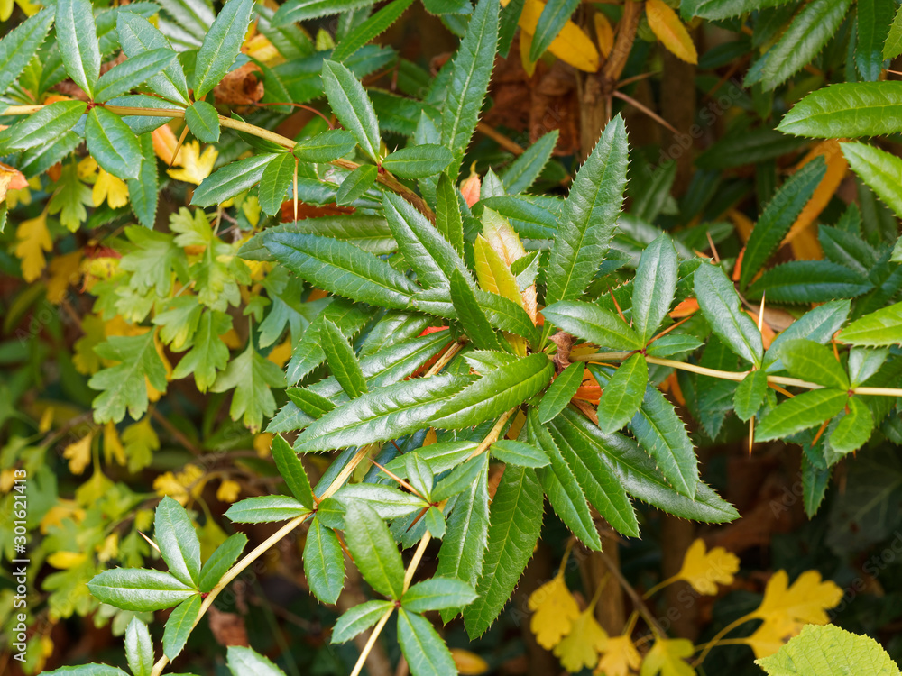 Verruqueuse (Berberis verruculosa) Epine-vinette verruqueuse aux rameaux épineux ...