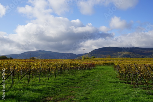Panoramablick über Weingärten auf Waldhügel