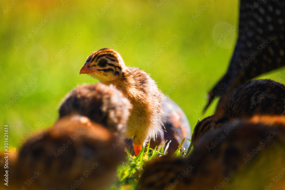 Obraz premium A flock of cute tiny guineafowl keets walking in a grass meadow at sunset.