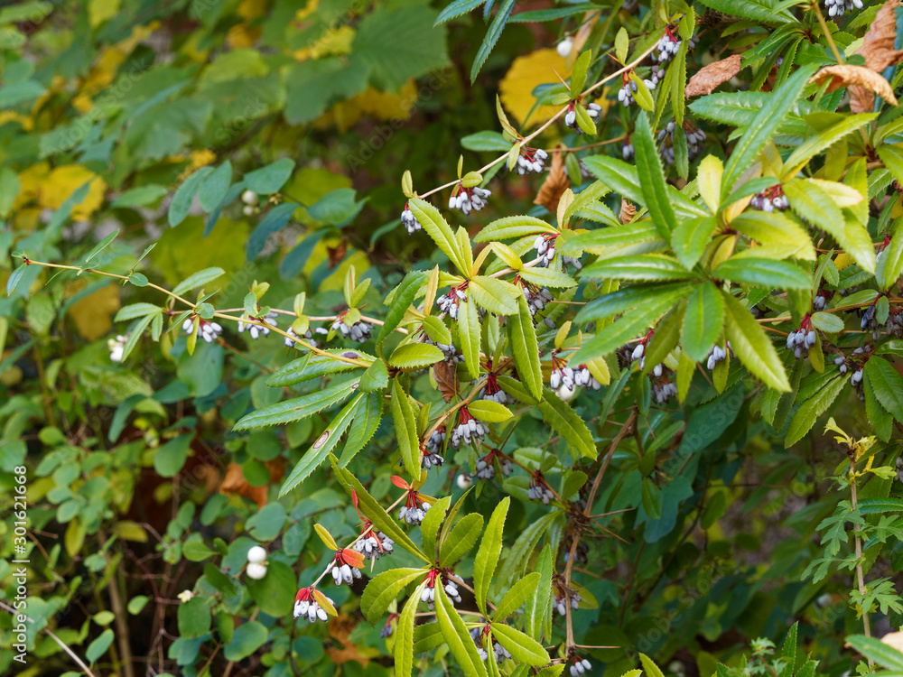 Verruqueuse Foto Stock (Berberis verruculosa) Epine-vinette verruqueuse aux rameaux ...