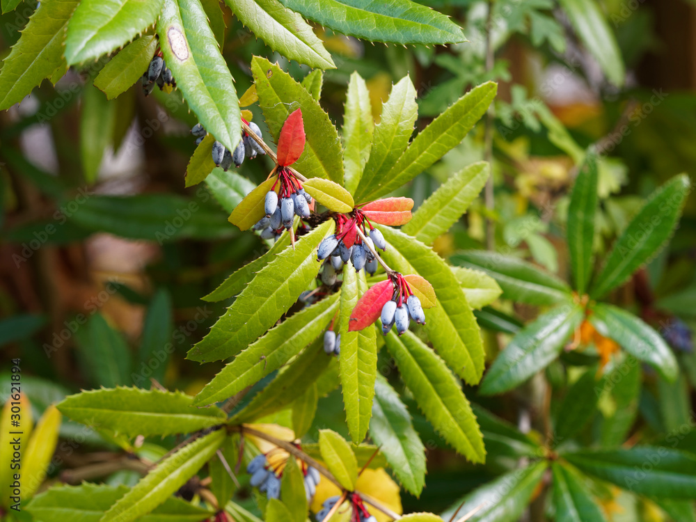 Verruqueuse Stockfoto med beskrivningen (Berberis verruculosa) Epine-vinette ...