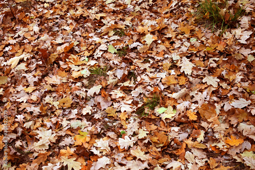 yellow leaves in the autumn forest on the ground yellow leaves in the autumn forest on the ground