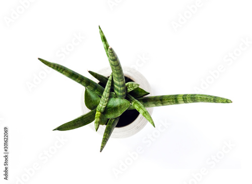 Potted Sansevieria cylindrica var. patula (Boncel) isolated on white background. Top view photo