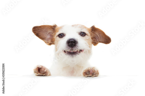 happy dog smiling with paws edge a white blank sign. Isolated on white background.