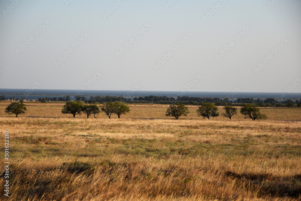 Obraz premium A field of dry, yellow grass is crossed by a series of green trees, and beyond them a bay.