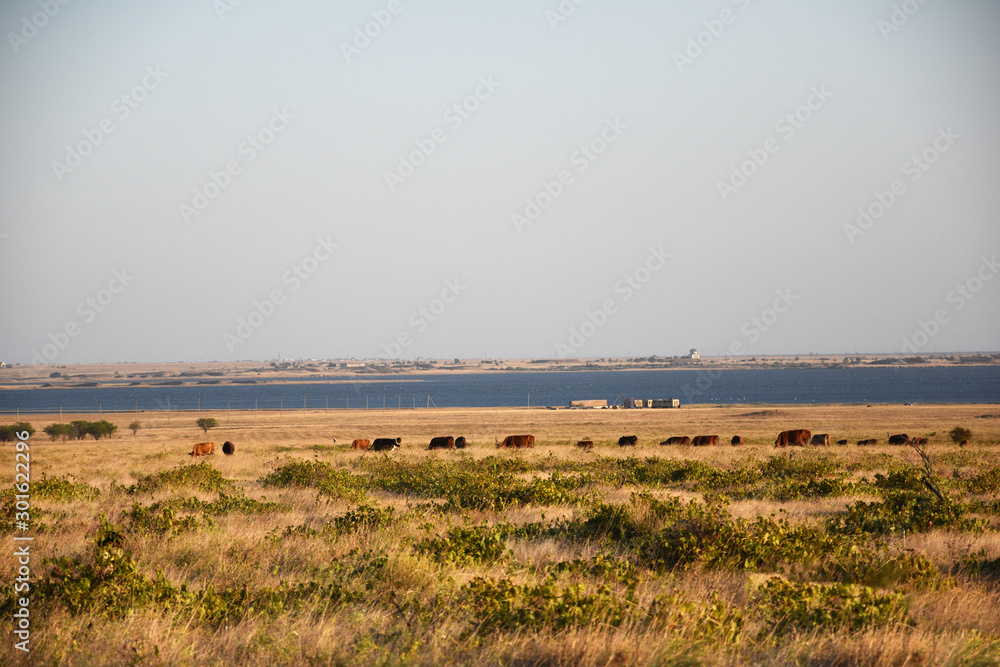A herd of cows walks across a field of dry, yellow grass. The field is suitable for the very edge of the sea. In the field mixed with dry grass grows green grass. Beautiful rural landscape.