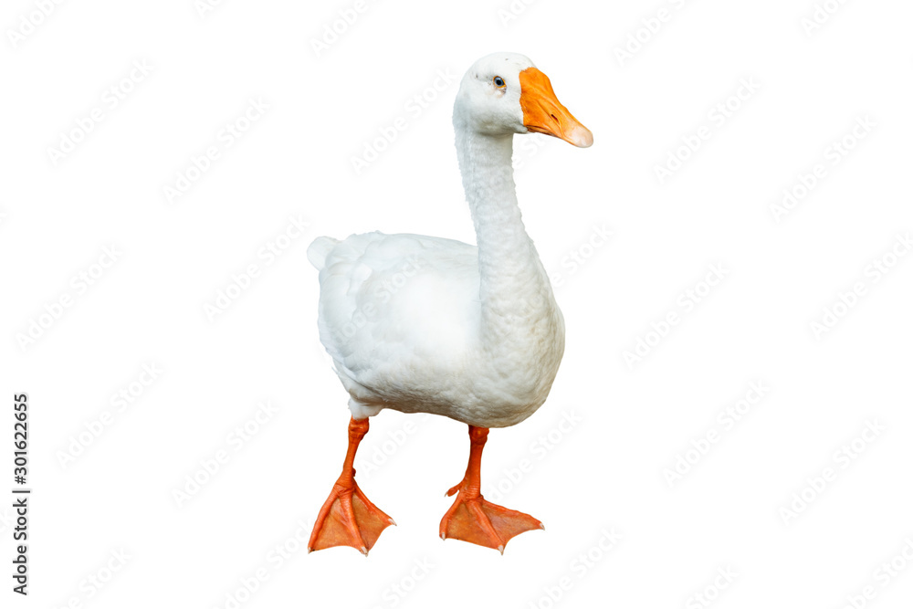 White goose isolated on white background. File contains with clipping path so easy to work.