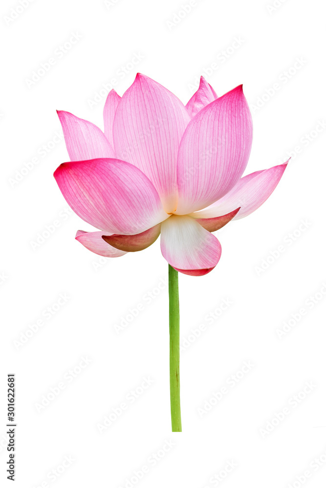 Lotus flower isolated on white background. File contains with clipping path so easy to work.