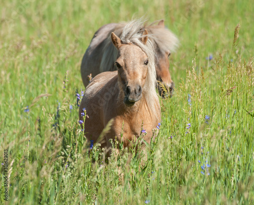 miniature horses in tall grass meadow © Mark J. Barrett
