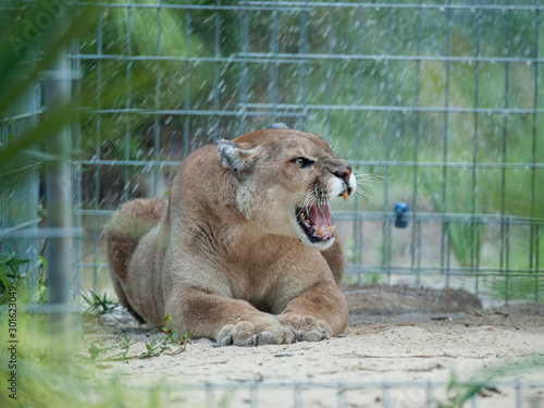 Canvas Print Captive rescue cougar in pen