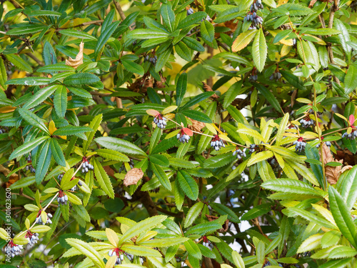 Epine-vinette verruqueuse aux rameaux épineux et arqués, portant de petites baies ellipsoïdales bleutées (Berberis verruculosa)