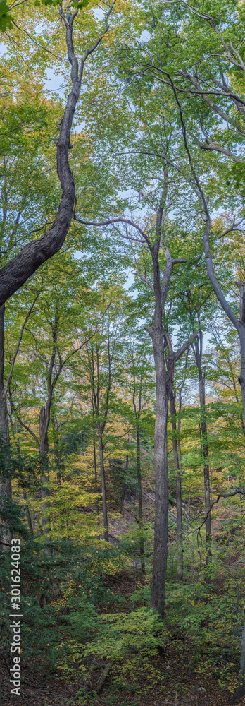 Naklejka premium Vertical panorama of autumn forest