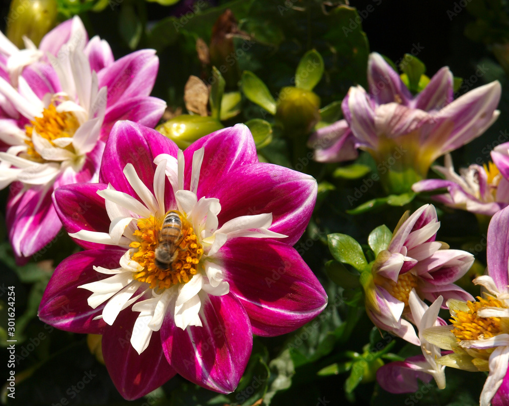 A variety of pink flowers with various backgrounds A variety of pink flowers with various backgrounds