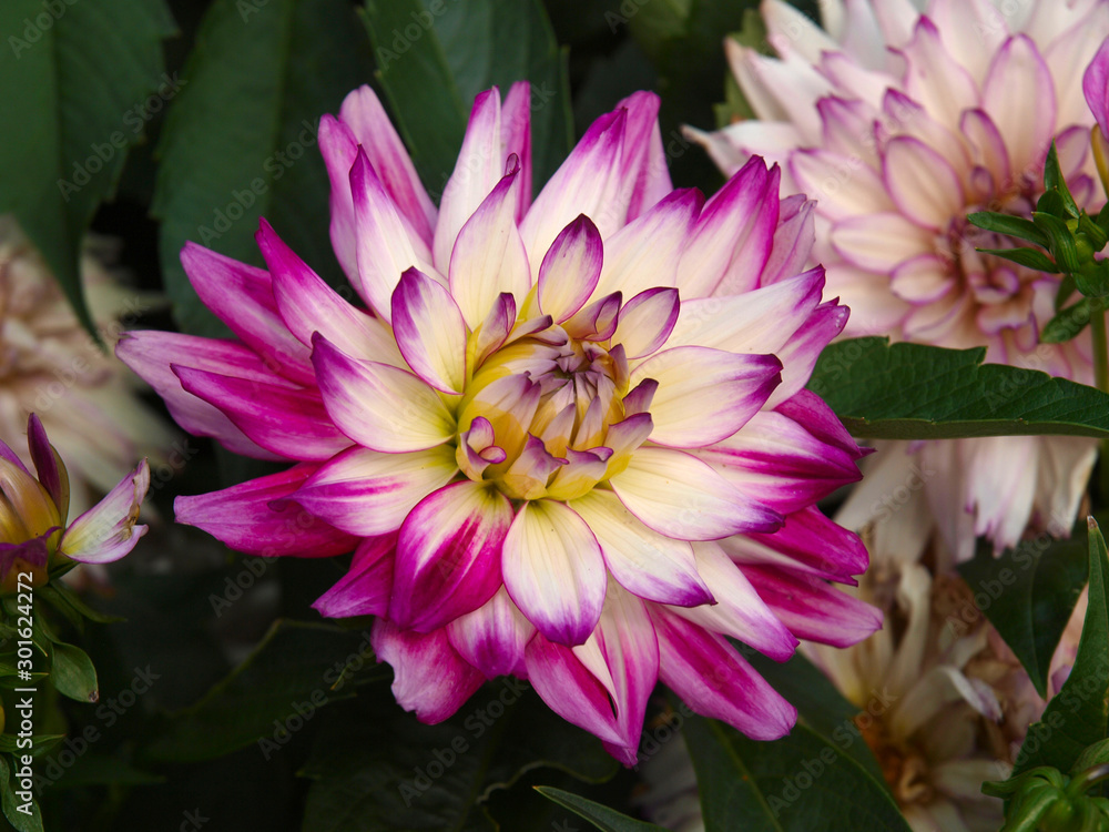 A variety of pink flowers with various backgrounds A variety of pink flowers with various backgrounds