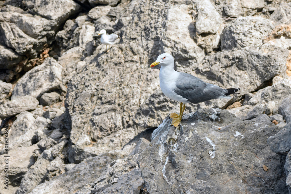 Mediterranean gull (Larus michahellis) on stones in the bay of Sa Calobra on the island of Mallorca, Spain. Travel to the Balearic Islands. Mediterranean gull (Larus michahellis) on stones in the bay of Sa Calobra on the island of Mallorca, Spain. Travel to the Balearic Islands.