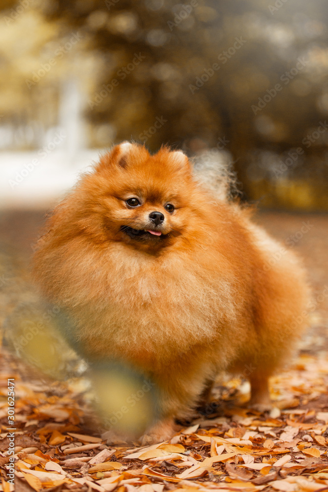 Red dog pomeranian spitz autumn
