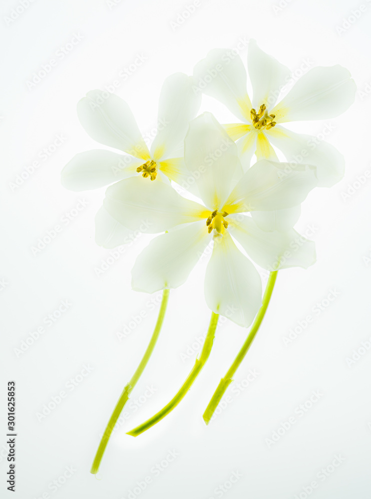 Naklejka premium Three white tulips on white background