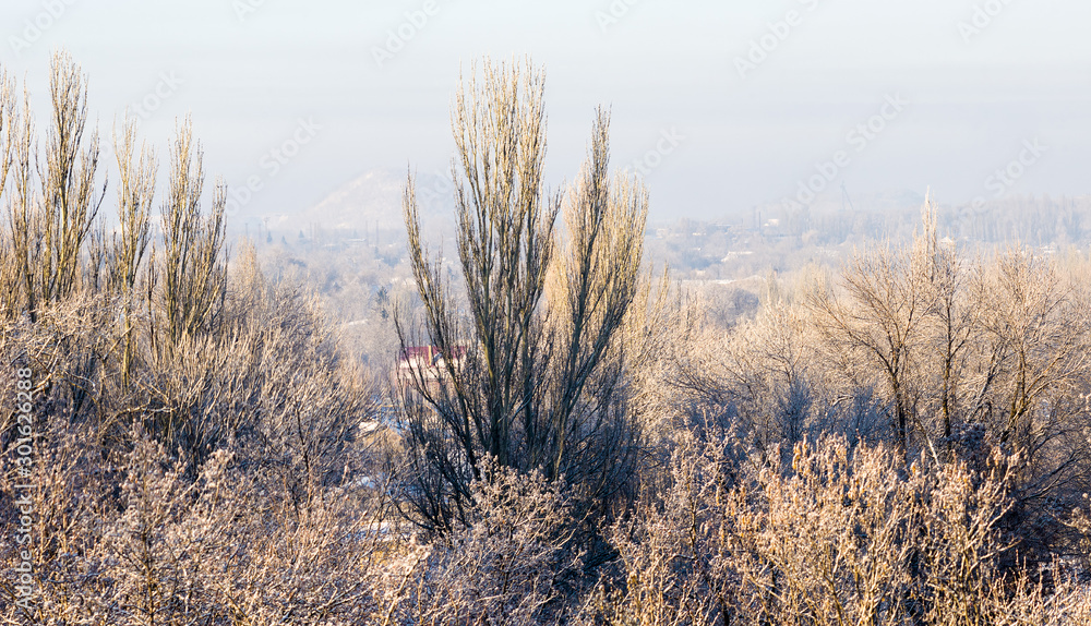 Winter urban frosty landscape - snow covered trees on foggy background Winter urban frosty landscape - snow covered trees on foggy background