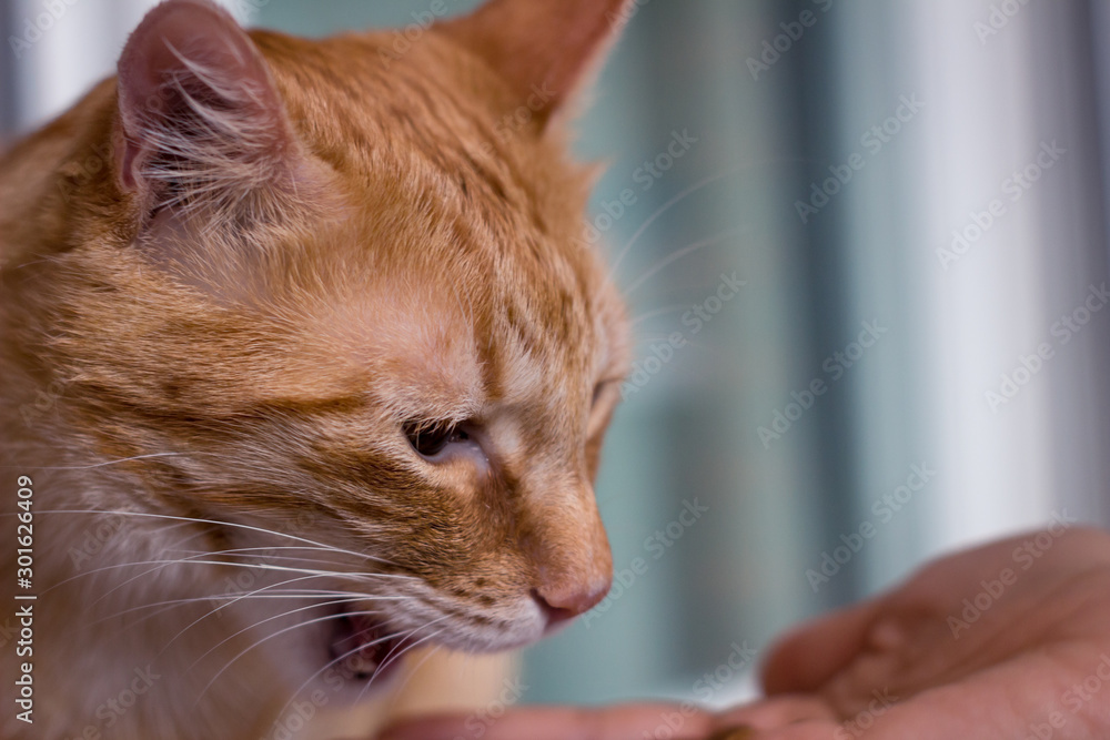 orange cat with green eyes surprised mouth open orange cat with green eyes surprised mouth open