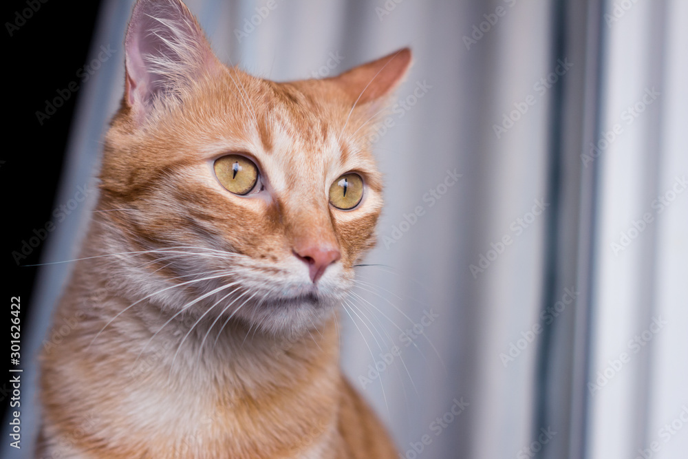 orange cat with green eyes looking straight ahead