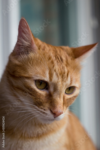 orange cat with green eyes portrait