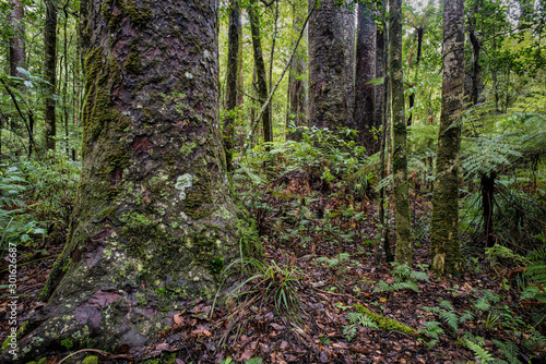 Old-growth forest of New Zealand kauri trees (Agathis australis), ferns, and bromeliads in the Waipoua Forest, New Zealand. Kauri are among the largest and longest-lived trees in the world. photo