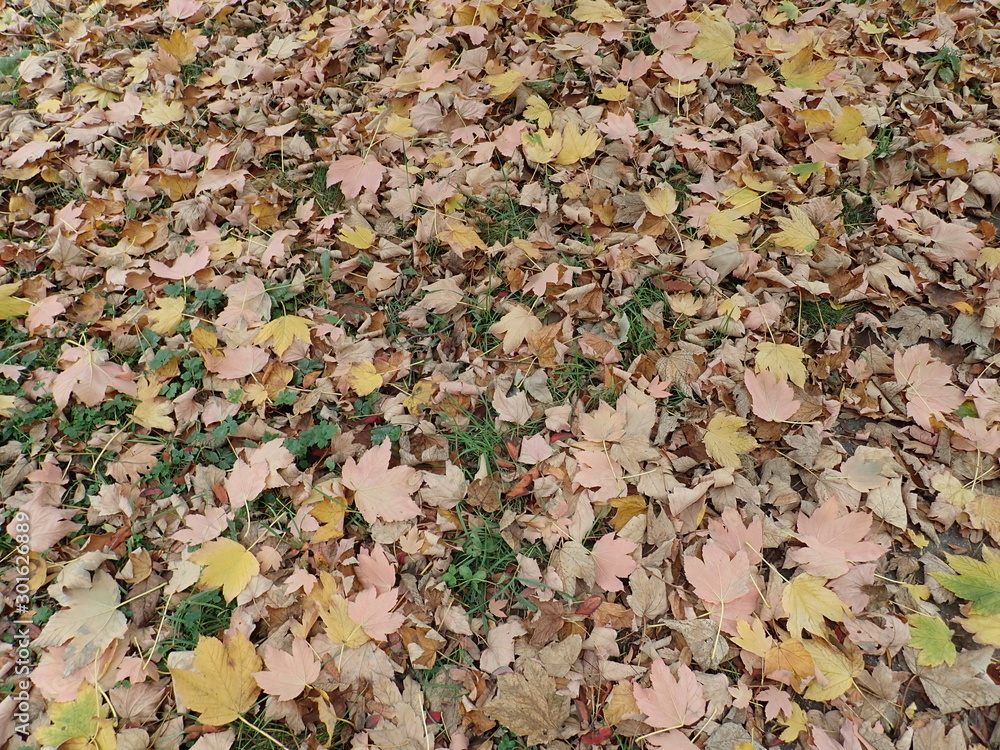autumn colorful leavesin the nature autumn colorful leavesin the nature