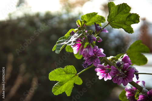 Purple flowers covered in a light dusting of snow