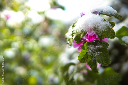 A drooping pink flower covered in snow