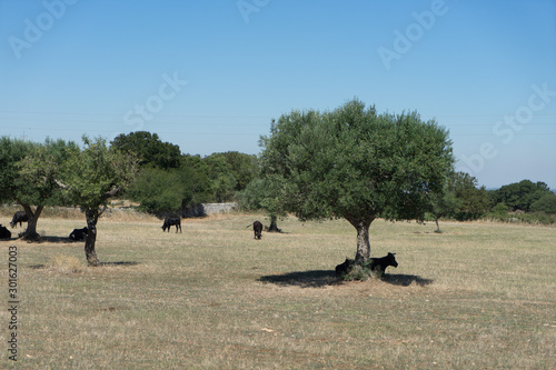Cows sheltering in the shade of an olive tree in the fields in a hot summer