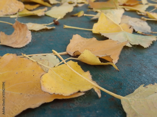 autumn colorful leavesin the nature photo