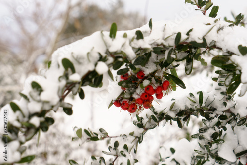 snow covered red mistletoe berries