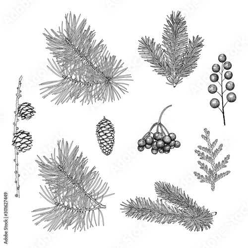 Hand-drawn branches and cones of spruce, pine, larch, rowan berries, juniper. Vintage black and white image of Christmas plants. Vector EPS 10.