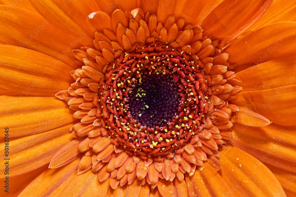 Orange Gerbera flower macro with central focus. Pollen can be seen in the center. These flowers are popular in bouquets, with hybrids being the most popular for commercial florist use. Orange Gerbera flower macro with central focus. Pollen can be seen in the center. These flowers are popular in bouquets, with hybrids being the most popular for commercial florist use.