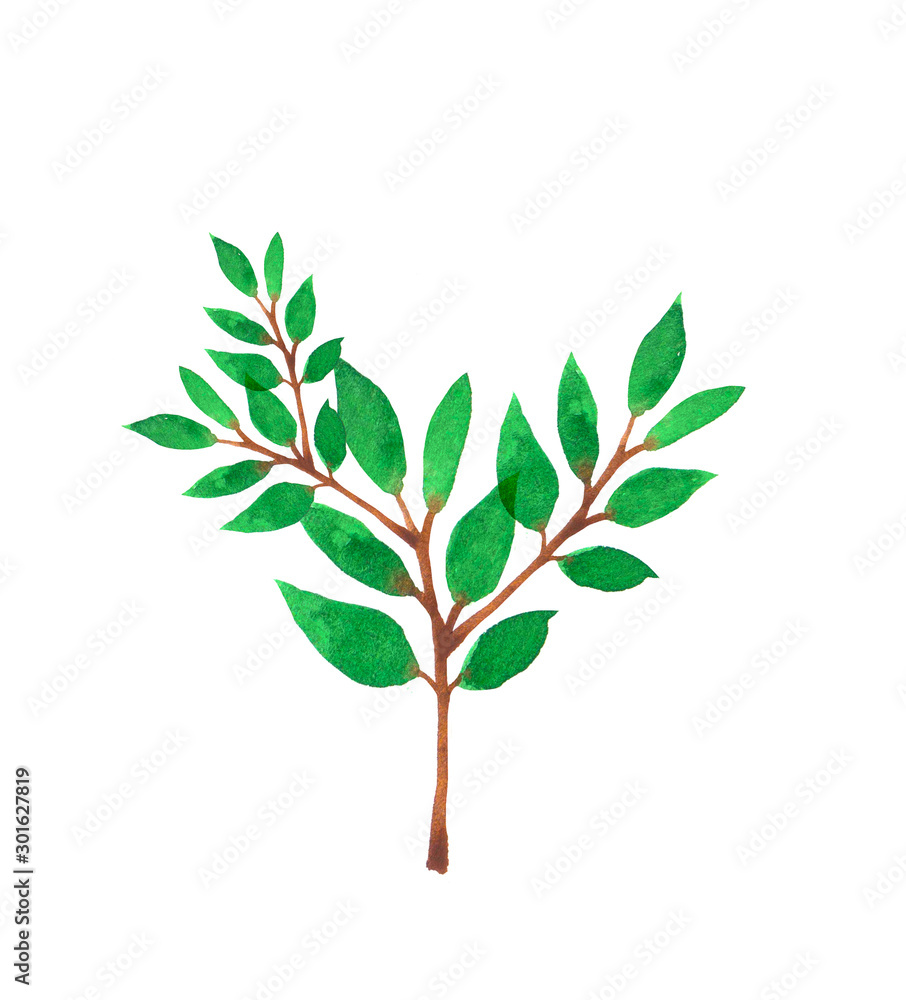 Fototapeta premium Branch with green leaves. Herbal element. Hand painted illustration for design.