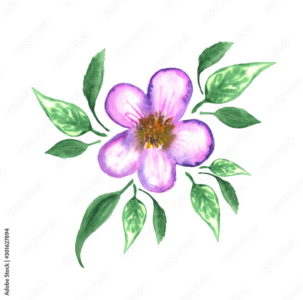 Fototapeta premium Herbal element. Flower with leaves. Hand painted illustration for design.