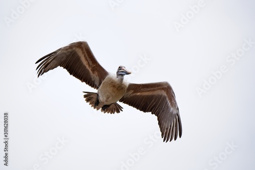 great white pelican flying