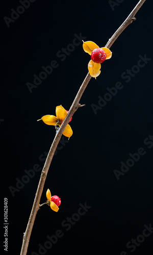 Branch and fruits of Asiatic bittersweet vine (Celastrus orbiculata) in late November in central Virginia.  photo