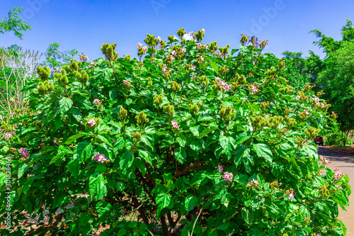 Achiote (Bixa orellana) is a large shrub or small tree produces spiny red fruits popularly called "urucum" has been used by native communities in Brazil