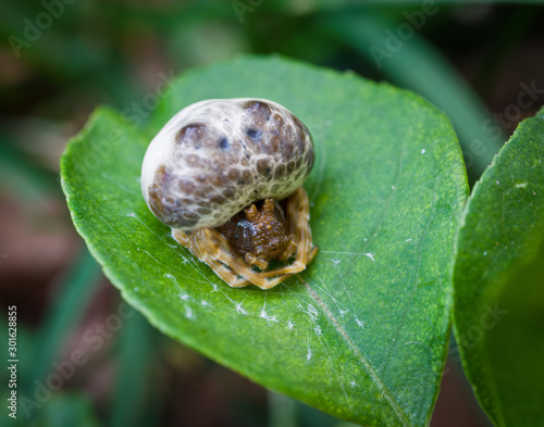 Tableau sur toile American bolas spider (Mastophora hutchinsoni) tethered to leaf with silken threads during cold and windy day