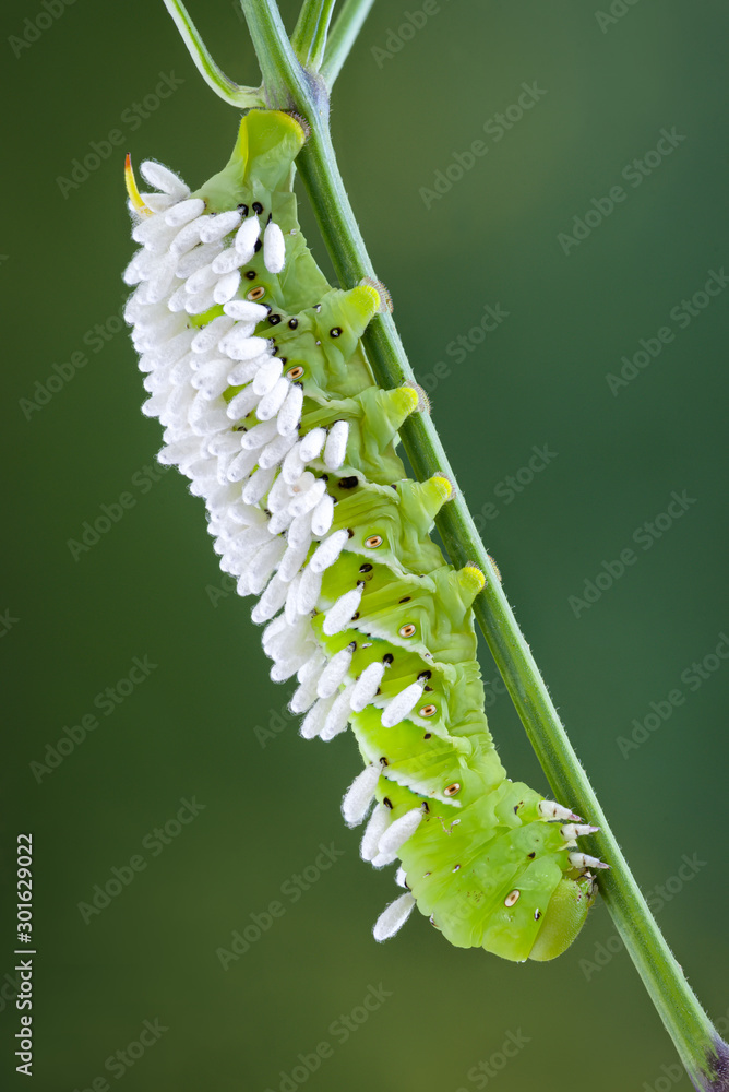 Naklejka premium Tomato hornworm caterpillar (Manduca quinquemaculata) infested with pupating braconid wasps.
