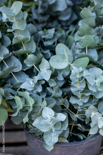 Fresh cut branches of Eucalyptus baby blue plant at the greek flowers shop in October.