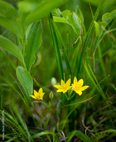 Yellow star-grass (Hypoxis hirsuta) growing under a canopy of smooth Solomon's seal (Polygonatum biflorum) in Big Meadows, Shenandoah National Park, central Virginia, in June. photo