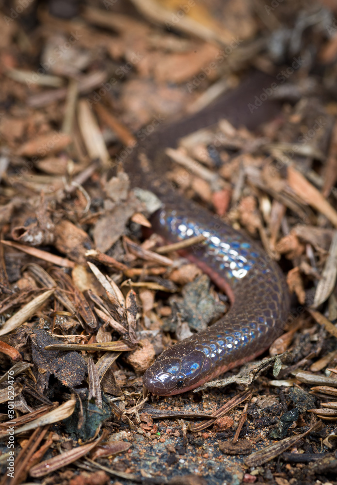 Eastern worm snake (Carphophis amoenus) in leaf litter on forest floor. Worm snakes are among the most fossorial (living underground) snakes and are seldom seen above ground. Eastern worm snake (Carphophis amoenus) in leaf litter on forest floor. Worm snakes are among the most fossorial (living underground) snakes and are seldom seen above ground.