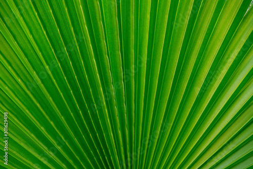 Close up palm green leaf background.