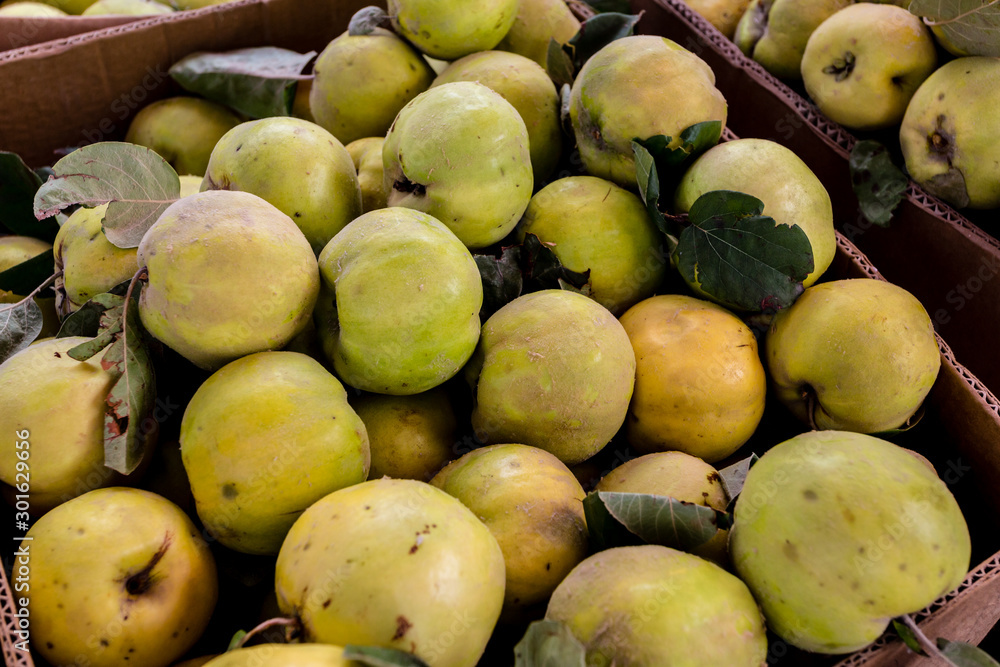 Fresh organic quince in the box on the farmers market. Autumn harvest of apple quinces. Healthy vegan food. Fresh organic quince in the box on the farmers market. Autumn harvest of apple quinces. Healthy vegan food.