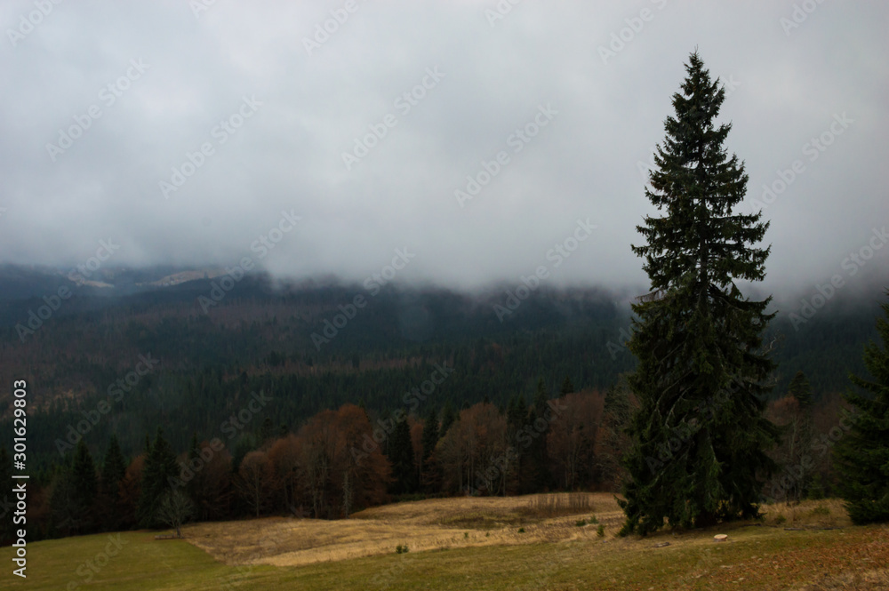 Fototapeta premium Autumn landscape backgroun in the rain with fog