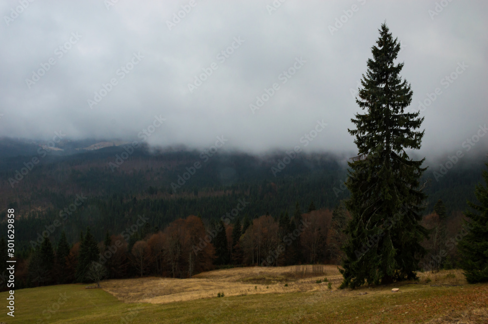 Autumn landscape backgroun in the rain with fog