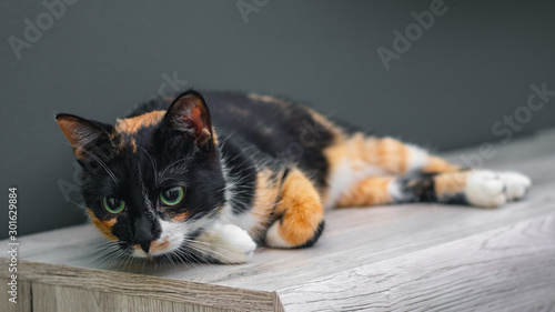 Calico cat lying on a wooden surface with large colorful eyes. photo