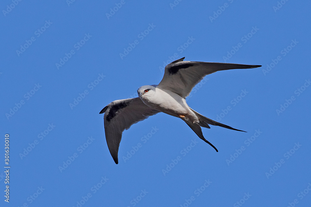Obraz premium African swallow-tailed kite (Chelictinia riocourii)